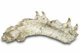 Mosasaur (Halisaurus) Jaw Section with Four Teeth - Morocco #259670-1